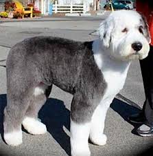Their gentle and playful spirit make them a perfect match. 8 Sheepadoodle Ideas Sheepadoodle Sheepadoodle Puppy Puppies