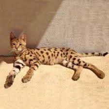 We did not find results for: Savannah Cat Breeders And Exotic Cats For Sale Savannah Cat Breed