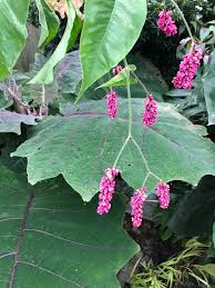 Image result for Vismia orientalis