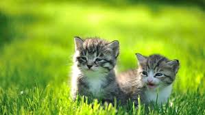 We did not find results for: Kitten Weaning Time Www Macj Com Br