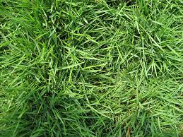 This grass seed grows a tough and durable lawn. Zoysia Grass Green Lawn Care