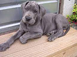 Blue Brindle Great Dane Puppies Zoe Fans Blog Dane Puppies Dane Dog Great Dane Dogs
