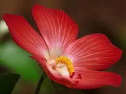 Image result for Abelmoschus