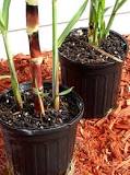 Sugarcane Planting Guide – Sweetcanes.com