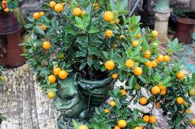 Alibaba.com offers 836 kumquat seeds products. Bonsai Kumquat Trees Of Hanoi S Village Attracts Customers