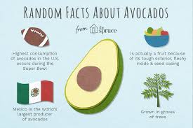 Popular avocado varieties for florida are bermicker avocados produce flower and fruit at different times depending on your variety. Avocado Varieties And Facts