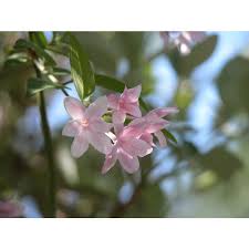 Image result for Jasminum beesianum