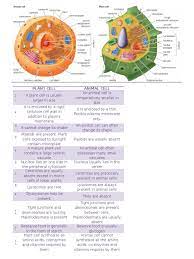 Animal cells have all except. Main Points Between Plant Cell And Animal Cell