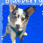 Meet Mr. Blueberry Cobbler aka Blue! He is a one year old ...