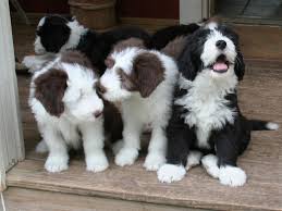 We believe strongly in breeding for proper breed type, soundness, temperament and health while trying to maintain natural herding instinct. Bearded Collie Puppies For Sale Near Me Off 57 Www Usushimd Com
