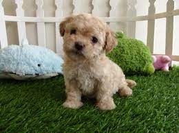 Maltipoo puppies for sale, maltipoo puppies with our signature look!!! Maltipoo Puppies For Sale Near Me Maltipoo