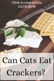 (2019), get trending videos relevant with do pet cats need salt. Can Cats Eat Crackers Eat Food No Bake Snacks