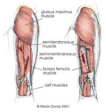 If you strain your hamstring while sprinting in full stride, you will notice a sudden, sharp pain in the back of your thigh. Y2lr3nokwcqwcm