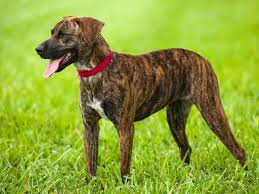 Treeing Tennessee Brindle Dog Breed Info Pics More