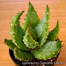 Image result for Aloe aculeata × ortholopha