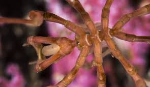 Image result for Pycnosphaera