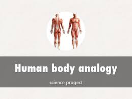 Cytoplasm • water is the cytoplasm of the body because like cytoplasm it fills all of the empty spaces. Human Body Analogy By Druc2554