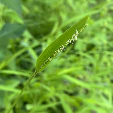 Image result for Leersia