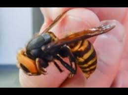 This logo image consists only of simple geometric shapes or text. Invasive Asian Giant Hornet Murder Hornets Identified In The U S App Available For Sightings Youtube