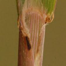 Image result for Panicum subalbidum