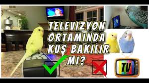 Yavru Muhabbet Kusu Kac Yasinda Ciftlesir Ve Yumurtlar Youtube