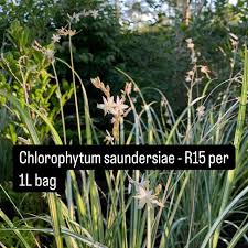 Image result for Chlorophytum galpinii