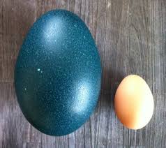 See what employees say it's like to work at emu. Emu Egg Nadeco Emuei Natur Osterdekoration Emu Ei Dekoeier Emu Eier Emueier Sammlerei Ostern