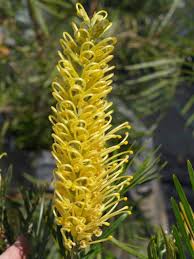 We did not find results for: Pin On Australian Native Plants 1