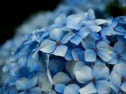 I always have requests for the amazing hydrangea flower. What Is Your Spirit Flower Hydrangea Macrophylla Hydrangea Picture Hydrangea Wallpaper