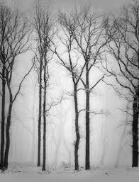 Beautiful Black And White Tree Pictures Journal Of A Nobody With Images Black And White Tree Painting Photos Black And White Pictures