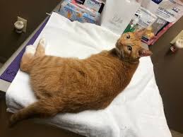 Pet vet on patton, asheville north carolina's premiere asheville veterinarian and animal hospital. Pet Vet On Patton Petvetonpatton Twitter