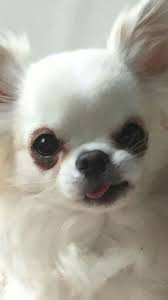 Pin By Mannitasierink On Cute Puppy In 2020 Cute Chihuahua Chihuahua Puppies Cute Baby Animals