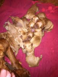 Akc pug puppies so sweet males. Akc Golden Retriever Puppies For Sale In Richmond Minnesota Classified Americanlisted Com