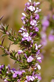 Image result for Muraltia