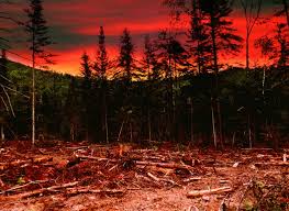 Image result for logging