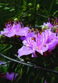 Image result for Tessmannia anomala