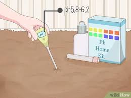Maybe you would like to learn more about one of these? How To Plant Uala 10 Steps With Pictures Wikihow