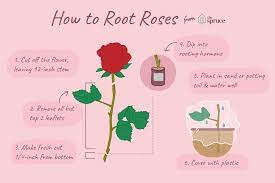 How To Propagate Roses From Stem Cuttings Rose Cuttings Rose Care Growing Roses