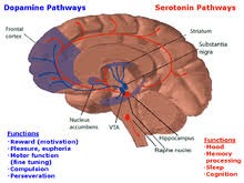 Gastrointestinal function, including perception of hunger and satiety; Serotonin Wikipedia
