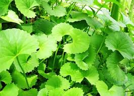 Image result for Centella glabrata