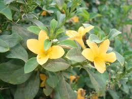 Image result for Barleria tanzaniana