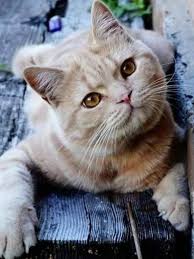 pin by samirafee on animals 2 pretty cats cute cats and kittens cute cats