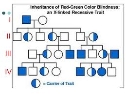 A Family History Of A Genetic Condition Ppt Video Online