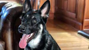 The bidens have another dog, major, who was the first white house pet to be adopted from a shelter. A Good Boy Again Biden S Dog Will Return To The White House