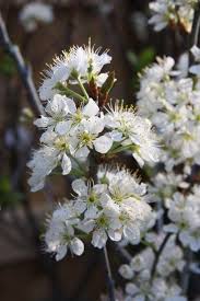 Water sports such as fishing, kayaking, dolphin and whale watching, flyboarding and wakeboarding will feed your adrenaline! Beach Plum Prunus Maritima From New England Wild Flower Society
