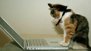Lawyer tells judge 'i am not a cat' after joining zoom court hearing with kitten filter marta zielinska 2/9/2021 bitcoin hovers around $40,000 after a wild week of trading Zoom Cat Filter Activated By Lawyer Ron Ponton In Viral Video