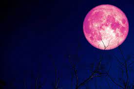 What is a super pink moon? 2021 S First Supermoon The Pink Moon Will Light Up The Sky This Month Myfox8 Com