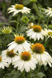 Powwow White Coneflower Monrovia Plants Plants Live Plants