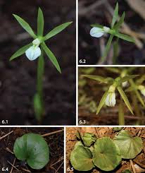 Image result for Nervilia petraea