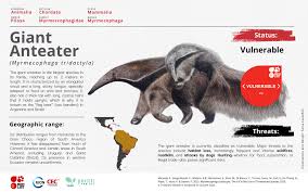 Image result for Tridactyle anthomaniaca